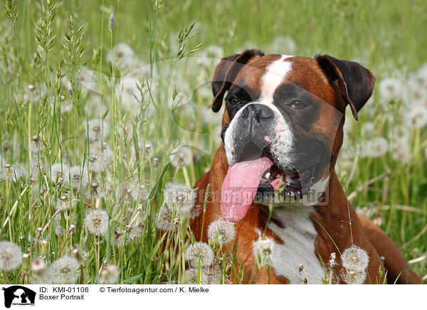 Boxer Portrait / Boxer Portrait / KMI-01106