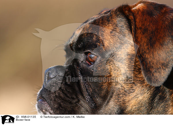 Boxer Gesicht / Boxer face / KMI-01135