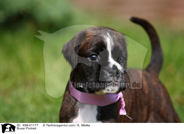 Deutscher Boxer Portrait / Boxer Portrait / KMI-01177