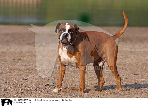 stehender Deutscher Boxer / standing Boxer / KMI-01235