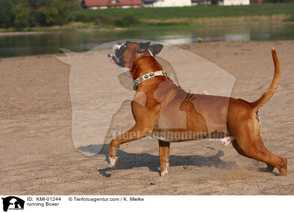 rennender Deutscher Boxer / running Boxer / KMI-01244