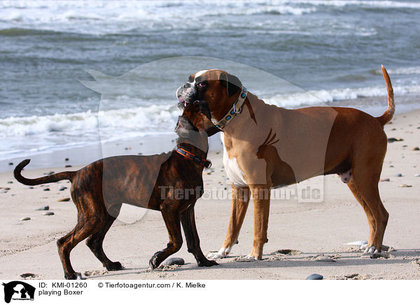 spielende Boxer / playing Boxer / KMI-01260