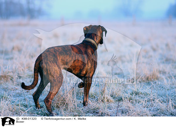 Deutscher Boxer / Boxer / KMI-01320