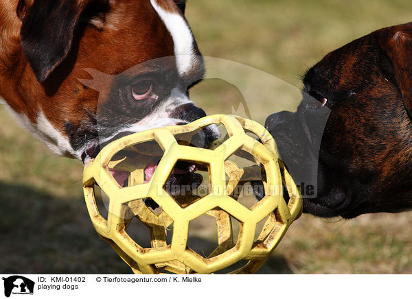 spielende Hunde / playing dogs / KMI-01402