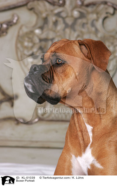 Boxer Portrait / Boxer Portrait / KL-01039