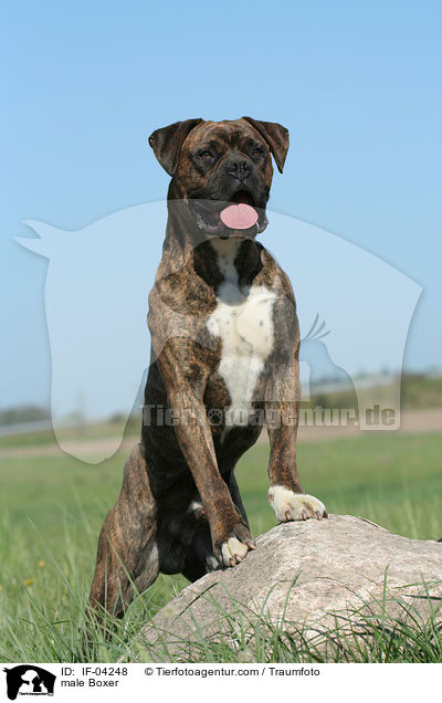 Boxer Rde / male Boxer / IF-04248