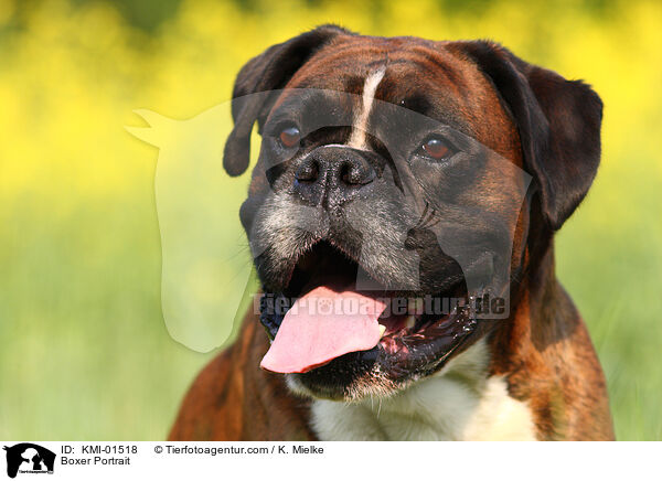 Boxer Portrait / Boxer Portrait / KMI-01518