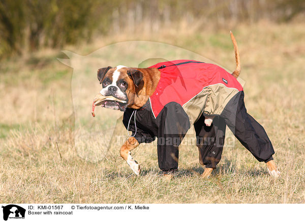 Boxer im Regenmantel / Boxer with raincoat / KMI-01567