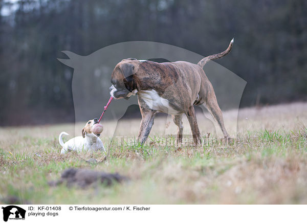 spielende Hunde / playing dogs / KF-01408