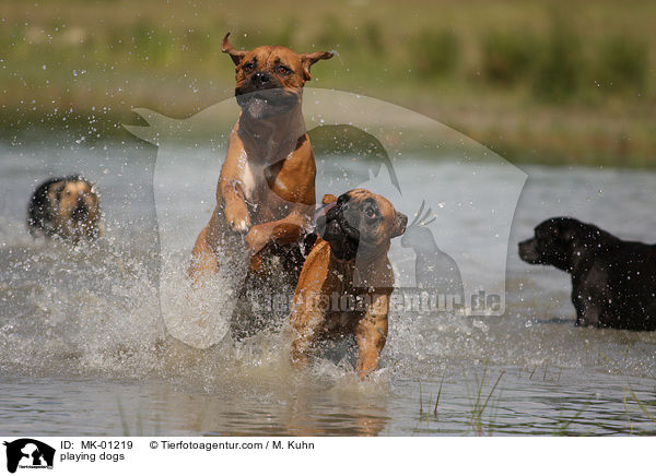 spielende Hunde / playing dogs / MK-01219