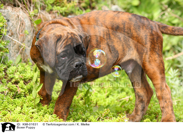 Deutscher Boxer Welpe / Boxer Puppy / KMI-01631