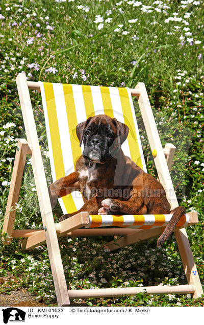 Deutscher Boxer Welpe / Boxer Puppy / KMI-01633