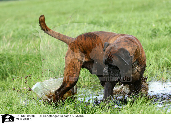 Boxer Rde / male Boxer / KMI-01880