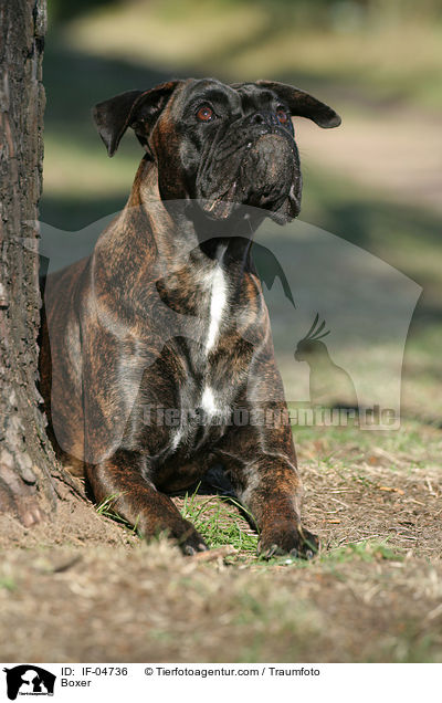 Deutscher Boxer / Boxer / IF-04736