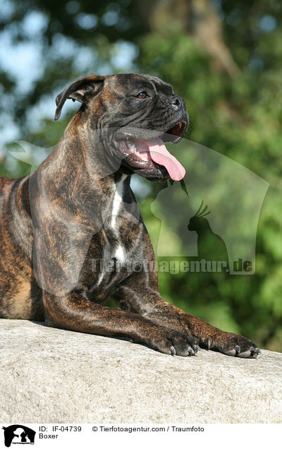 Deutscher Boxer / Boxer / IF-04739