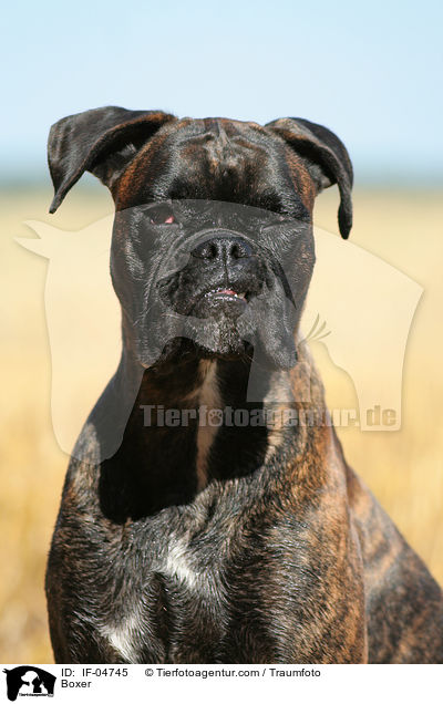 Deutscher Boxer / Boxer / IF-04745