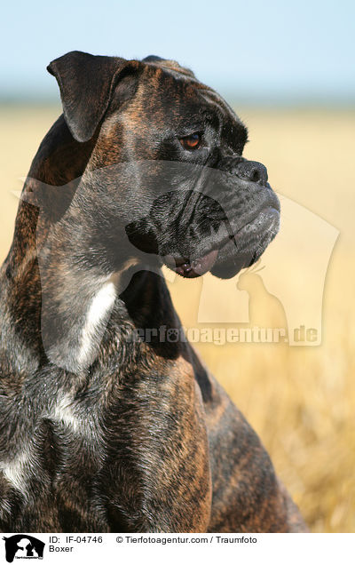 Deutscher Boxer / Boxer / IF-04746