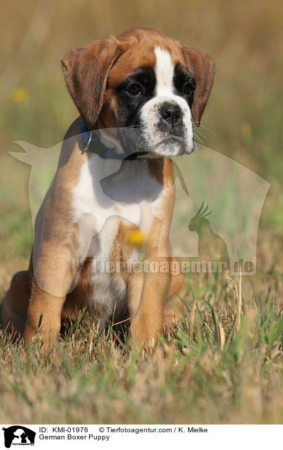 Deutscher Boxer Welpe / German Boxer Puppy / KMI-01976