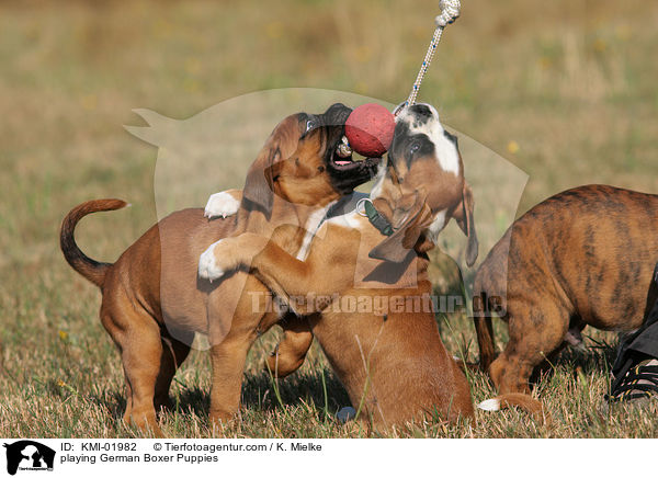 spielende Deutsche Boxer Welpen / playing German Boxer Puppies / KMI-01982