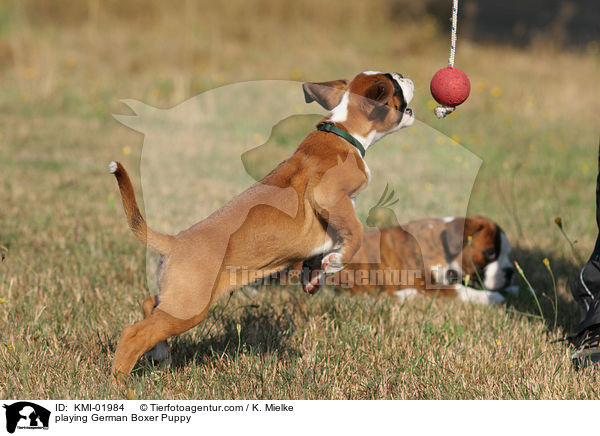 spielender Deutscher Boxer Welpe / playing German Boxer Puppy / KMI-01984