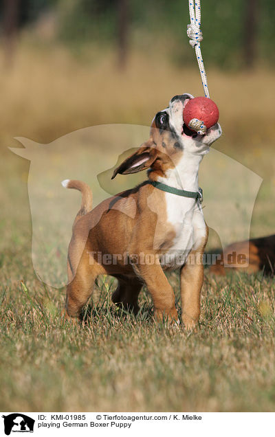 spielender Deutscher Boxer Welpe / playing German Boxer Puppy / KMI-01985
