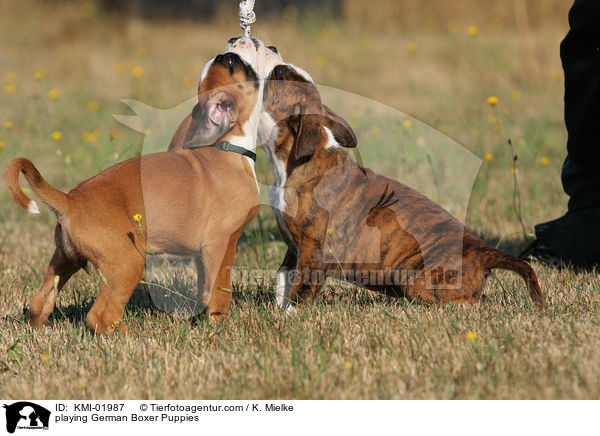 spielende Deutsche Boxer Welpen / playing German Boxer Puppies / KMI-01987