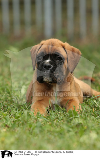 Deutscher Boxer Welpe / German Boxer Puppy / KMI-01988