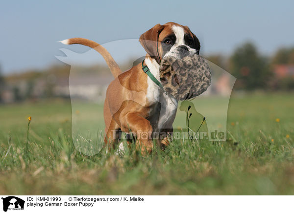 spielender Deutscher Boxer Welpe / playing German Boxer Puppy / KMI-01993