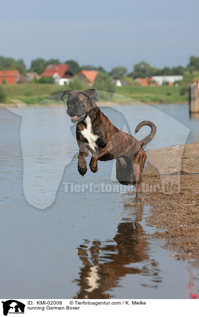 rennender Deutscher Boxer / running German Boxer / KMI-02008