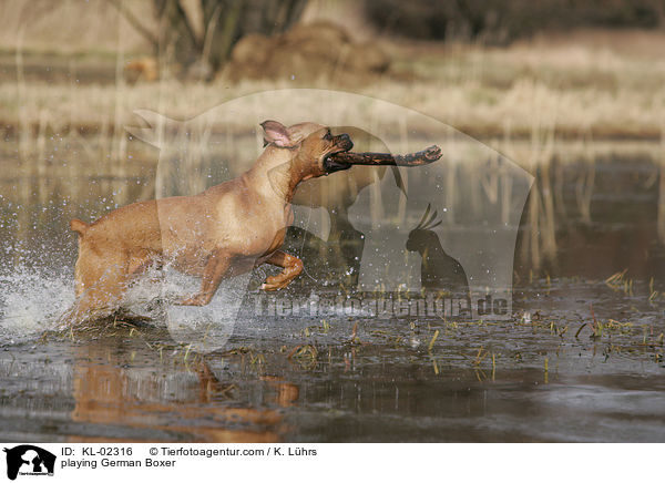 spielender Deutscher Boxer / playing German Boxer / KL-02316