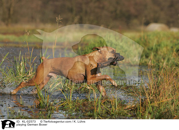 spielender Deutscher Boxer / playing German Boxer / KL-02573