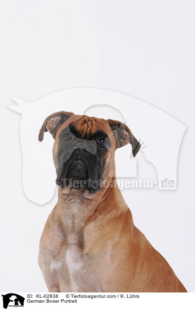 Deutscher Boxer Portrait / German Boxer Portrait / KL-02838