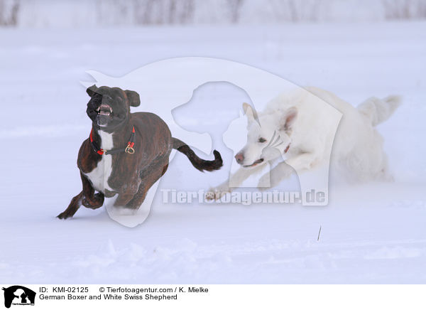 German Boxer and White Swiss Shepherd / KMI-02125