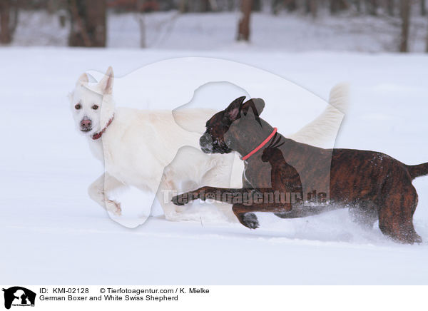 German Boxer and White Swiss Shepherd / KMI-02128