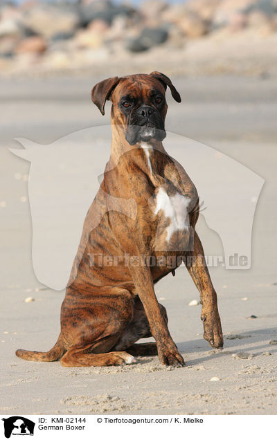 Deutscher Boxer / German Boxer / KMI-02144