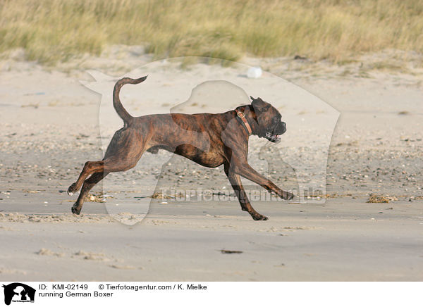 rennender Deutscher Boxer / running German Boxer / KMI-02149