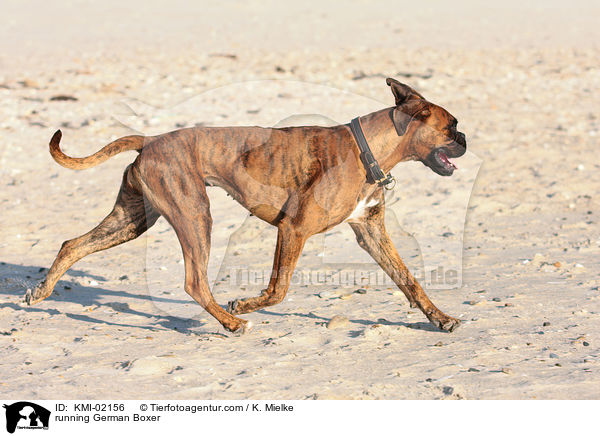 laufender Deutscher Boxer / running German Boxer / KMI-02156