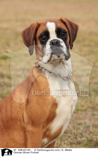 Deutscher Boxer Portrait / German Boxer Portrait / KMI-02185