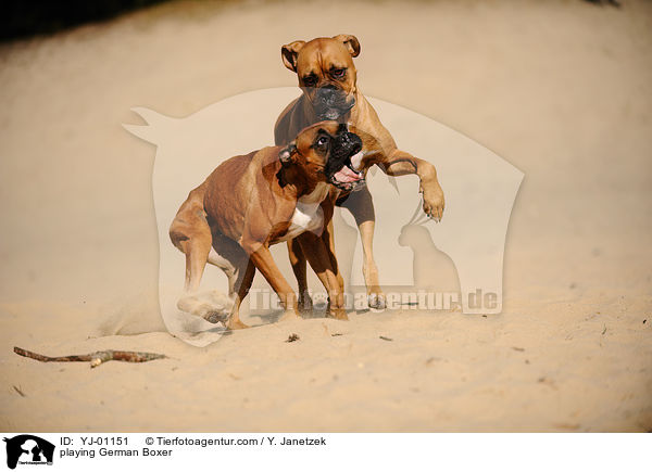 spielende Deutsche Boxer / playing German Boxer / YJ-01151