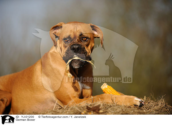 Deutscher Boxer / German Boxer / YJ-01200