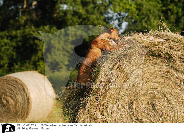 kletternder Deutscher Boxer / climbing German Boxer / YJ-01219