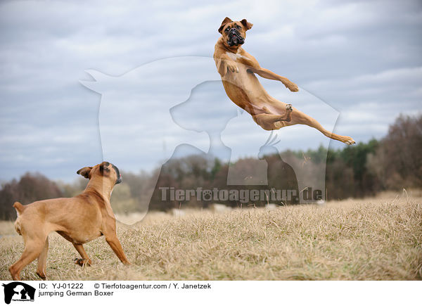 springender Deutscher Boxer / jumping German Boxer / YJ-01222