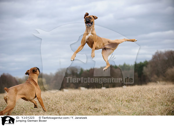 springender Deutscher Boxer / jumping German Boxer / YJ-01223