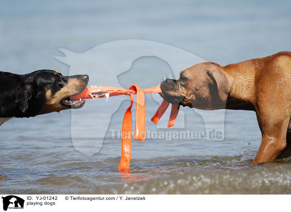 spielende Hunde / playing dogs / YJ-01242