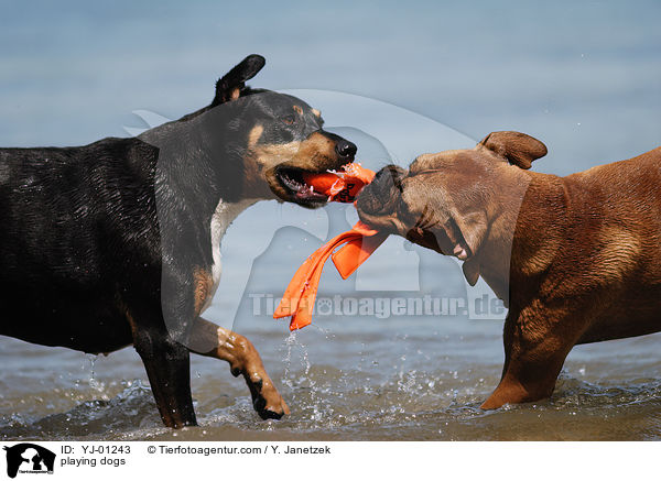 spielende Hunde / playing dogs / YJ-01243