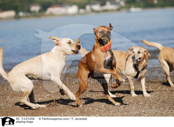 spielende Hunde / playing dogs / YJ-01258