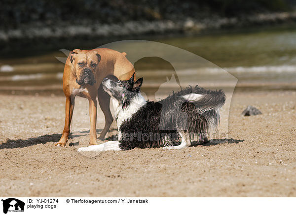 spielende Hunde / playing dogs / YJ-01274