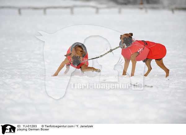 spielende Deutsche Boxer / playing German Boxer / YJ-01283