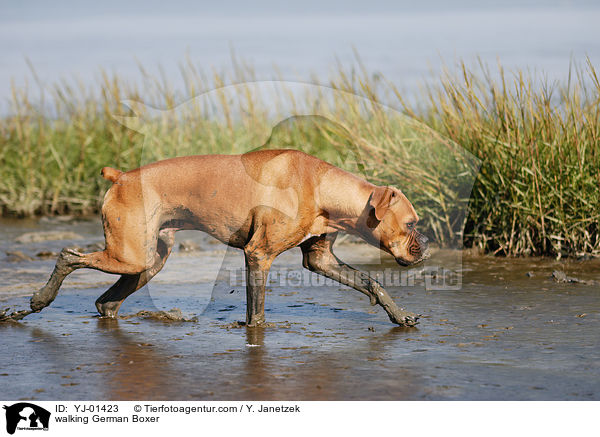 laufender Deutscher Boxer / walking German Boxer / YJ-01423