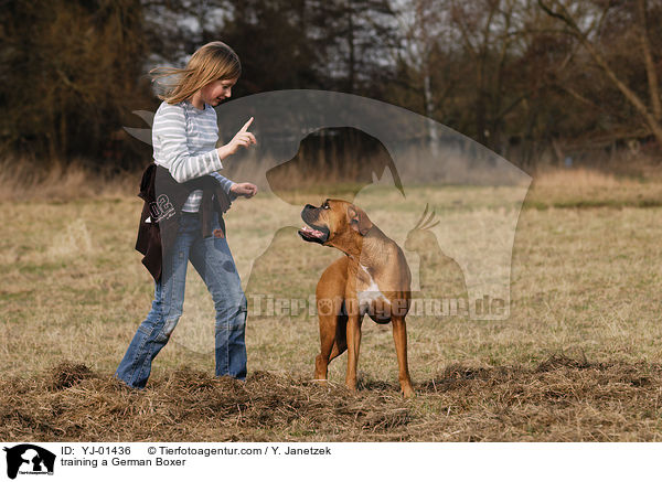 Deutscher Boxer soll Sitz machen / training a German Boxer / YJ-01436